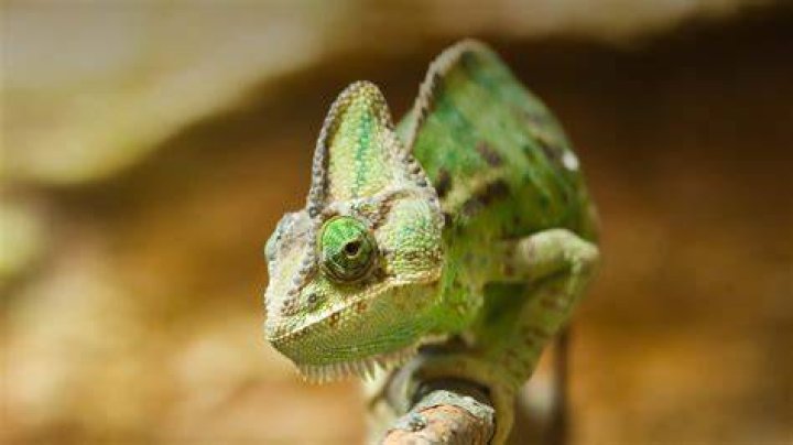 Chameleon