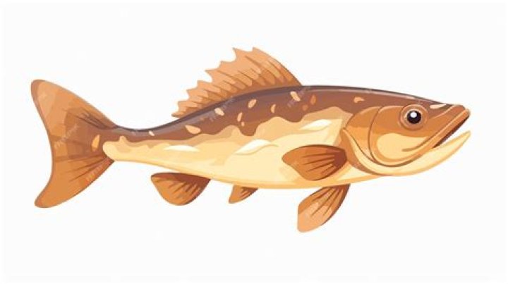 Codfish 