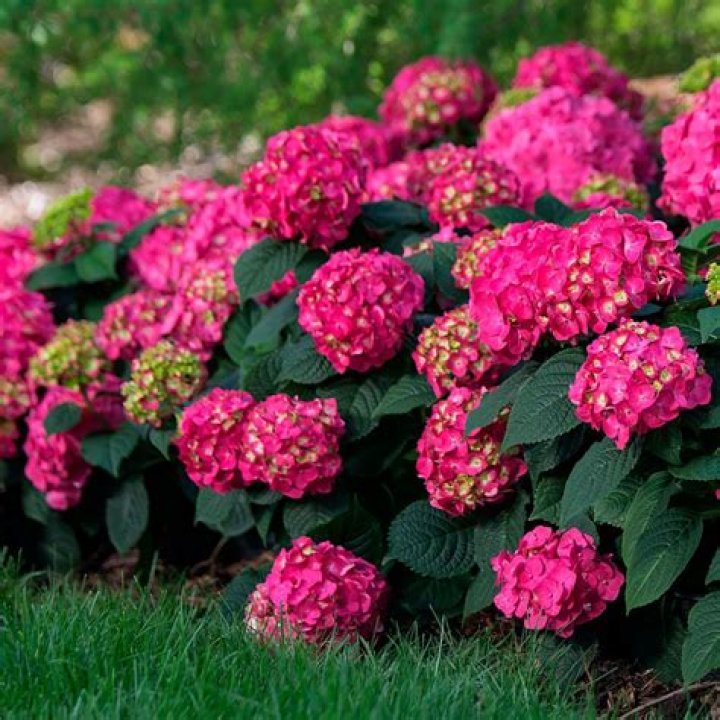 Endless Summer Riley Red Hydrangea