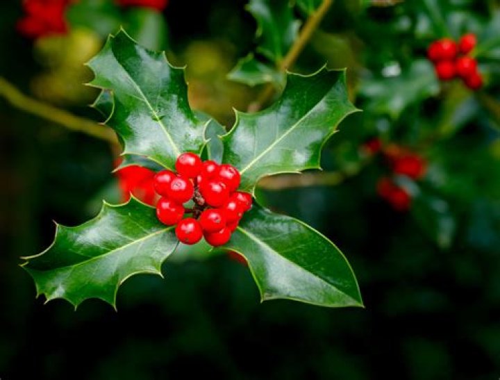 Holly Holly
