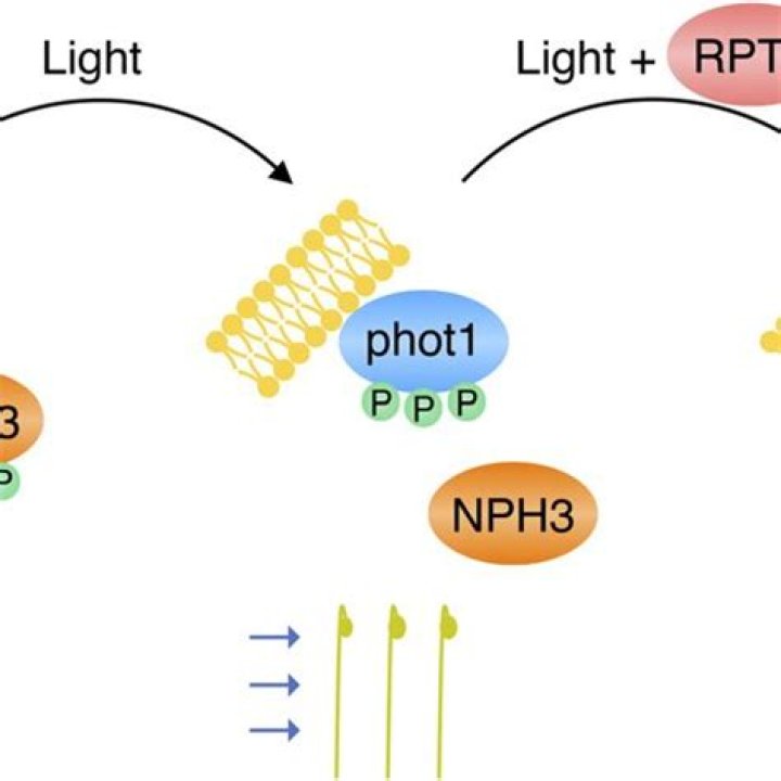 nph3