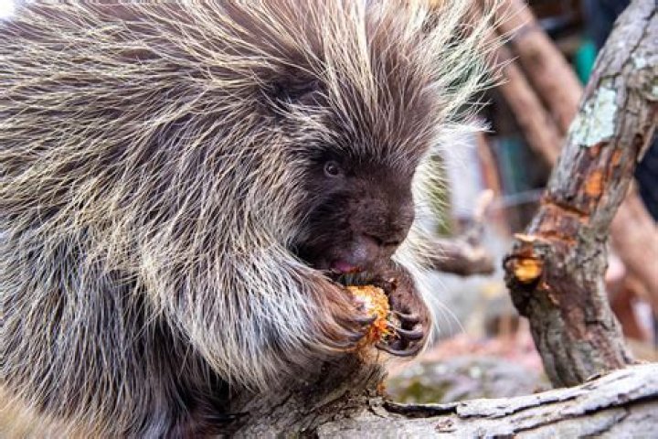 Porcupine