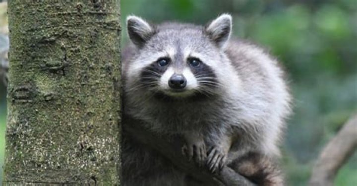 Raccoon