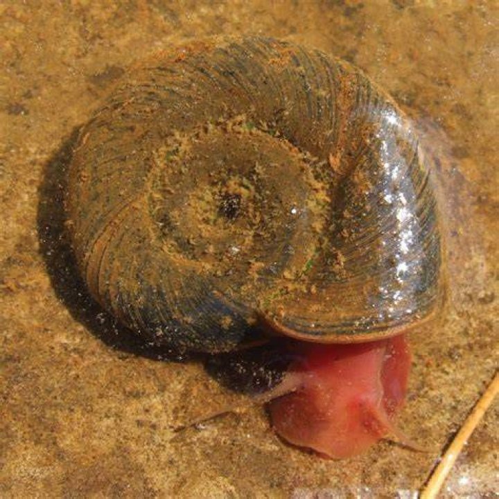 Snail